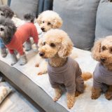 「５匹の愛犬とすっきり幸せに暮らす」ルームツアー動画公開しました！