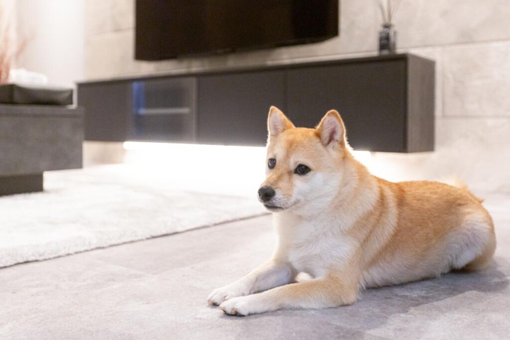 犬のむぎちゃん